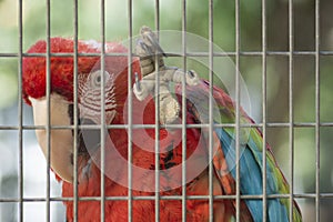 Close up of a Red-and-green macaw Ara chloropterus