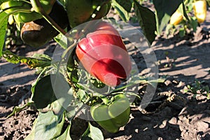 Close-up of red and green peppers growing in the vegetable garden