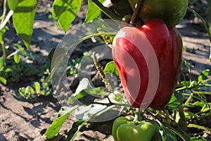 Close-up of red and green peppers growing in the vegetable garden