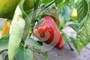 Close-up of red and green peppers in the summer garden