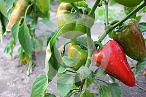 Close-up of red and green peppers in the summer garden