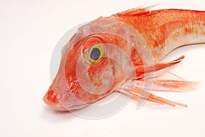 Close up of red gurnard