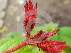 Close-up of a Red, Hairy, Budding Plant