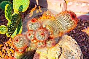 Close up of red headed Irishman cactus