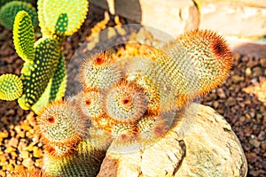 Close up of red headed Irishman cactus