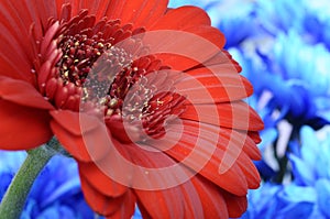 Close-up of Red heart of flower and petals