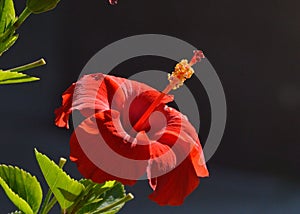 Close up of a red hibiscus