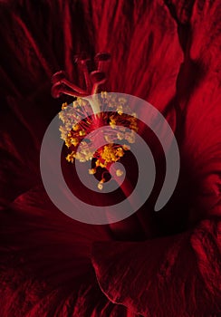 Close up of red hibiscus flower