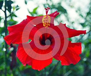 Close-up of red hibiscus flower blossom with yellow stamen and deep red stigma