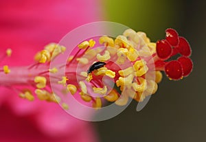 Close-up of Red Hibiscus Flower with Pollen and Stigma