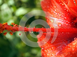 A close-up of a red hibiscus flower with water drops, red flower with dew drops on it, rain drops on red hibiscus
