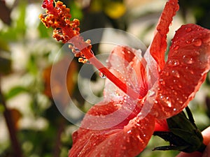 A close-up of a red hibiscus flower with water drops, red flower with dew drops on it, rain drops on red hibiscus photo