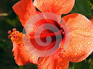 A close-up of a red hibiscus flower with water drops, red flower with dew drops on it, rain drops on red hibiscus photo