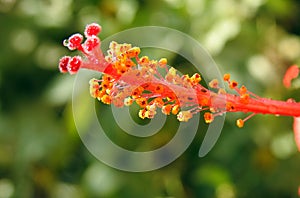 A close-up of a red hibiscus flower with water drops, red flower with dew drops on it, rain drops on red hibiscus photo