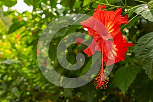 Close up of red hibiscus flowers on blurred green leaves background