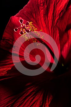 Close up of red hibiscus stamen on black background photo