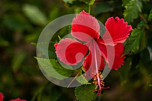 Close up of red hibiscus. Tropical flower on natural green background. Bali