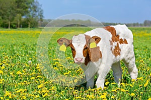 Close up Red Holstein calf in blooming pasture