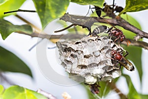 Close up of red hornets in nest hanging on tree