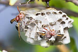 Close up of red hornets in nest hanging on tree