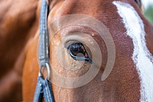Close-up of a red horse`s eye in a blue halter