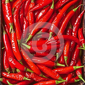 Close up of red hot chili peppers texture background, copy space