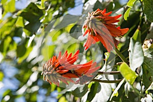 Close up of red hot poker flowers