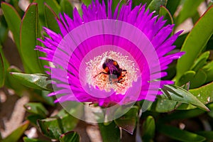 Close up of a Red Hottentot Fig Flower with a bumble bee inside