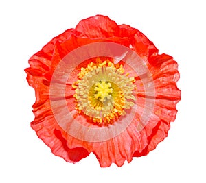 Close up of a red Iceland poppy flower(Scientific name papaver nudicaule) isolated on white.