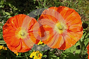 Close-up of red Iceland poppy flowers