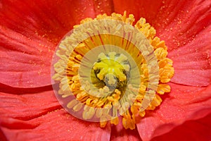 Close up of a red Iceland poppy(Scientific name papaver nudicaule)