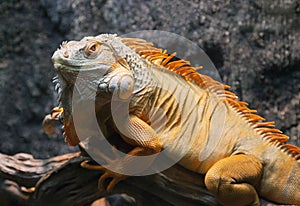 Close-up of a red iguana