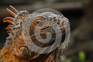 Close up of Red Iguana, Iguana iguana