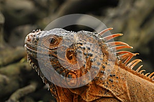 Close up of Red Iguana, Iguana iguana