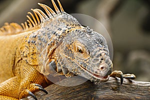 Close up of Red Iguana, Iguana iguana