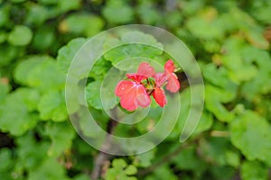 Close up Red impatiens Flowers