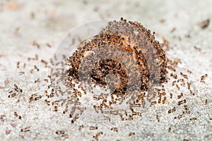 Close up of red imported fire ants photo