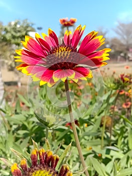 Close up of Red Indian Blanket flower.Flowers in flying Honey bee.Sitting on Indian Blanket Honey bees.Honey Bees on Flower.