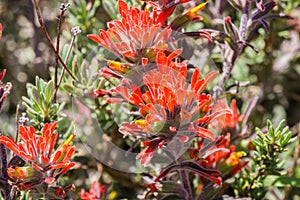 Close up of red Indian paintbrush Castilleja wildflowers, Pinnacles National Park, California