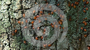 Close-up red insects moving on tree bark at forest, flora and fauna, wild nature