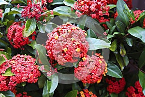Close up of red Ixora flowers