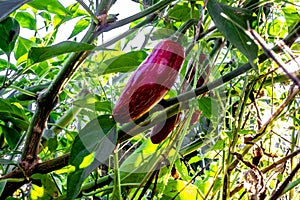 Close up of red jalepeno peppers growing on a plant from a low a