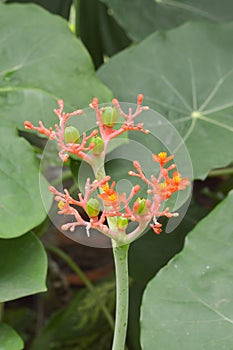Red Jatropha Podagrica flower in nature garden photo