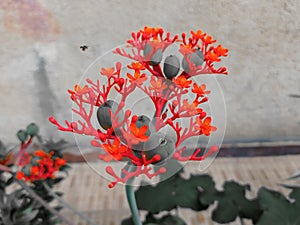 Close up red Jatropha Podagrica flower in pot plant photo