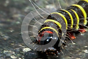 A close-up of a red Jezebel caterpillar in Wulai District. photo