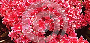 Close up of red kalanchoe blossfeldiana flowers photo