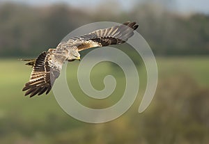 Close up of a Red kite in flight