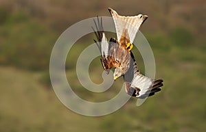 Close up of a Red kite in flight