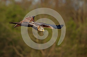 Close up of a Red kite in flight