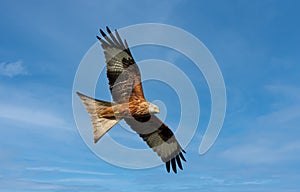 Close up of a Red kite in flight against blue sky